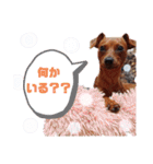 ミニピンハンナチャン②（個別スタンプ：21）