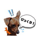 ミニピンハンナチャン②（個別スタンプ：30）