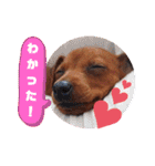 ミニピンハンナチャン②（個別スタンプ：31）