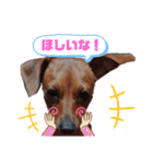 ミニピンハンナチャン②（個別スタンプ：32）
