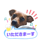 ミニピンハンナチャン②（個別スタンプ：33）