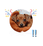 ミニピンハンナチャン②（個別スタンプ：36）