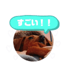 ミニピンハンナチャン②（個別スタンプ：38）