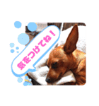ミニピンハンナチャン②（個別スタンプ：39）