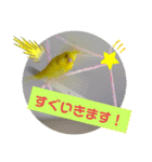 セキセイインコスタンプ2（個別スタンプ：15）