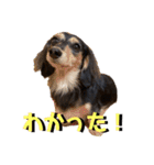 ハリモン公式スタンプ2（個別スタンプ：1）