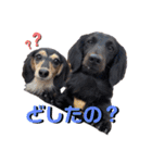 ハリモン公式スタンプ2（個別スタンプ：4）