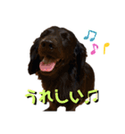 ハリモン公式スタンプ2（個別スタンプ：14）