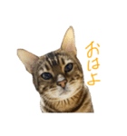 ベンガル猫のジョルノくん（個別スタンプ：1）