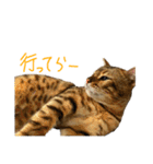 ベンガル猫のジョルノくん（個別スタンプ：6）