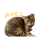 ベンガル猫のジョルノくん（個別スタンプ：8）