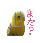 すなおなインコ-ゆるまし改（個別スタンプ：4）