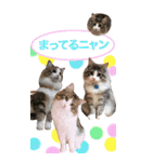 猫いっぱい！トノとかわいいお友達ニャンコ（個別スタンプ：6）