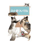 猫いっぱい！トノとかわいいお友達ニャンコ（個別スタンプ：7）