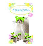 猫いっぱい！トノとかわいいお友達ニャンコ（個別スタンプ：28）