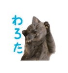 だいすきごまちゃん！！（個別スタンプ：5）