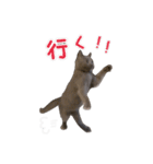 だいすきごまちゃん！！（個別スタンプ：7）