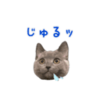 だいすきごまちゃん！！（個別スタンプ：8）