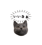 だいすきごまちゃん！！（個別スタンプ：13）