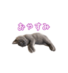 だいすきごまちゃん！！（個別スタンプ：14）