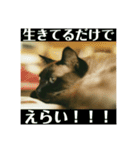 シャム猫ミックスのスタンプ2（個別スタンプ：10）