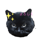 割と使えるにゃんこスタンプBIG！（個別スタンプ：6）