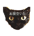 割と使えるにゃんこスタンプBIG！（個別スタンプ：22）