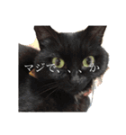 割と使えるにゃんこスタンプBIG！（個別スタンプ：24）