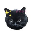 意外と使えるにゃんこスタンプ（個別スタンプ：6）