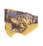意外と使えるにゃんこスタンプ（個別スタンプ：8）