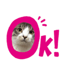 ぼくねこ。（個別スタンプ：1）