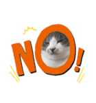 ぼくねこ。（個別スタンプ：2）