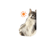 ぼくねこ。（個別スタンプ：3）