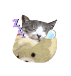 ぼくねこ。（個別スタンプ：4）
