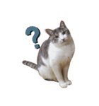ぼくねこ。（個別スタンプ：6）