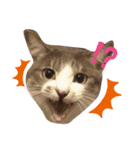 ぼくねこ。（個別スタンプ：7）