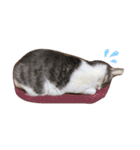 ぼくねこ。（個別スタンプ：8）