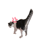 ぼくねこ。（個別スタンプ：9）