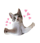 ぼくねこ。（個別スタンプ：10）
