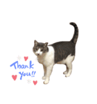 ぼくねこ。（個別スタンプ：11）