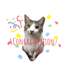 ぼくねこ。（個別スタンプ：12）