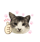 ぼくねこ。（個別スタンプ：13）
