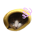 ぼくねこ。（個別スタンプ：17）