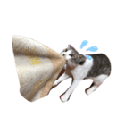 ぼくねこ。（個別スタンプ：18）