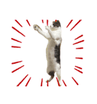 ぼくねこ。（個別スタンプ：19）