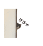 ぼくねこ。（個別スタンプ：20）