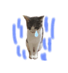 ぼくねこ。（個別スタンプ：22）