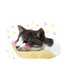 ぼくねこ。（個別スタンプ：23）