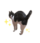 ぼくねこ。（個別スタンプ：24）