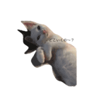 ねこのいる暮らし。（個別スタンプ：1）